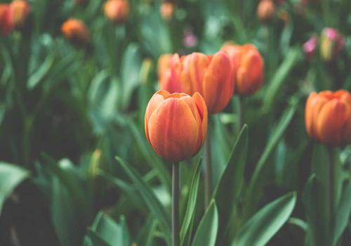 项目估值模型 v8.0